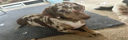 Miniature Dachshund dogs for stud: Miniature, short hair stud in Romford - Advert 16