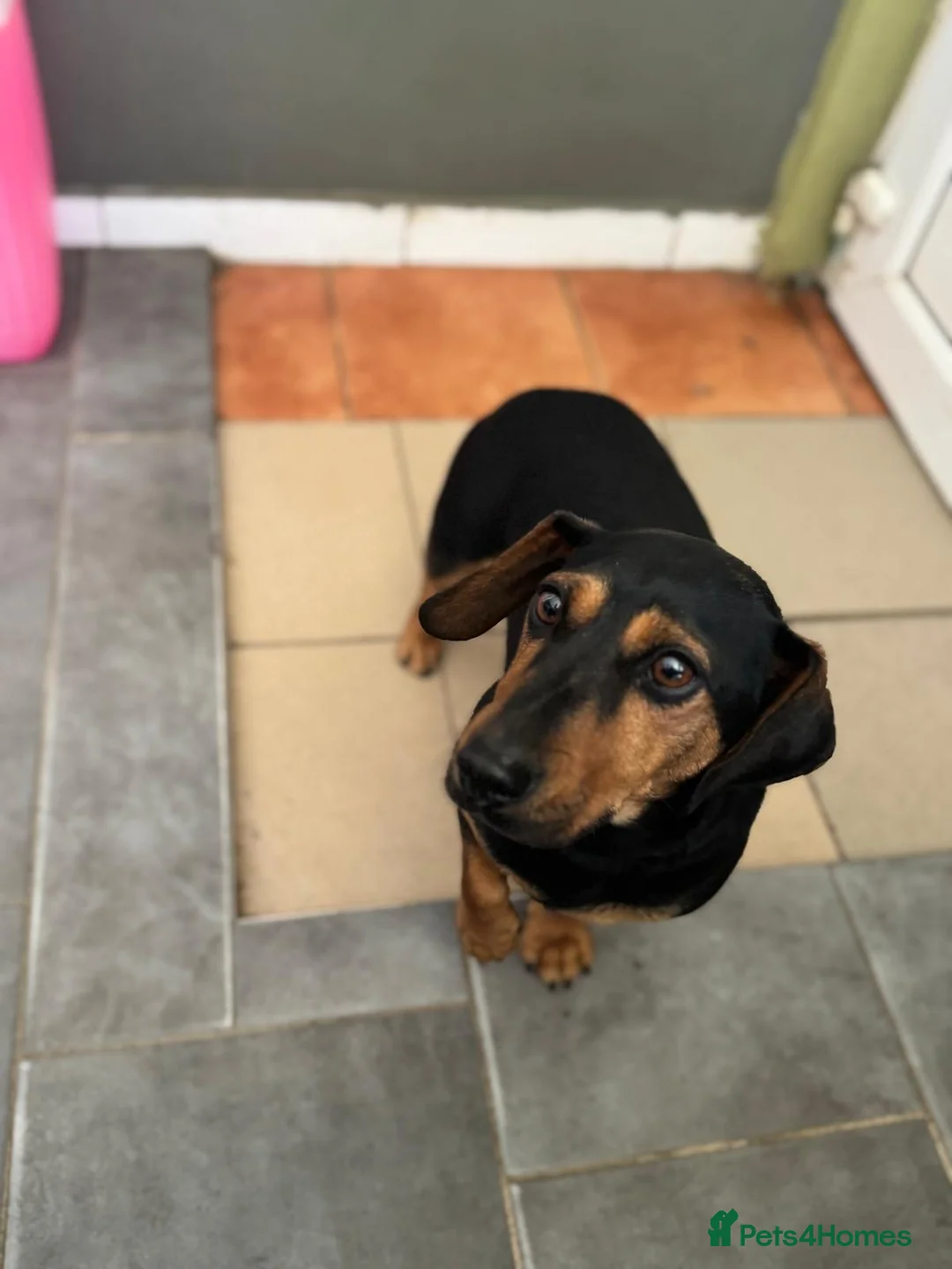 Mixed Breed dogs for adoption: SWEET Kitty Looking for LOVE - Advert 13