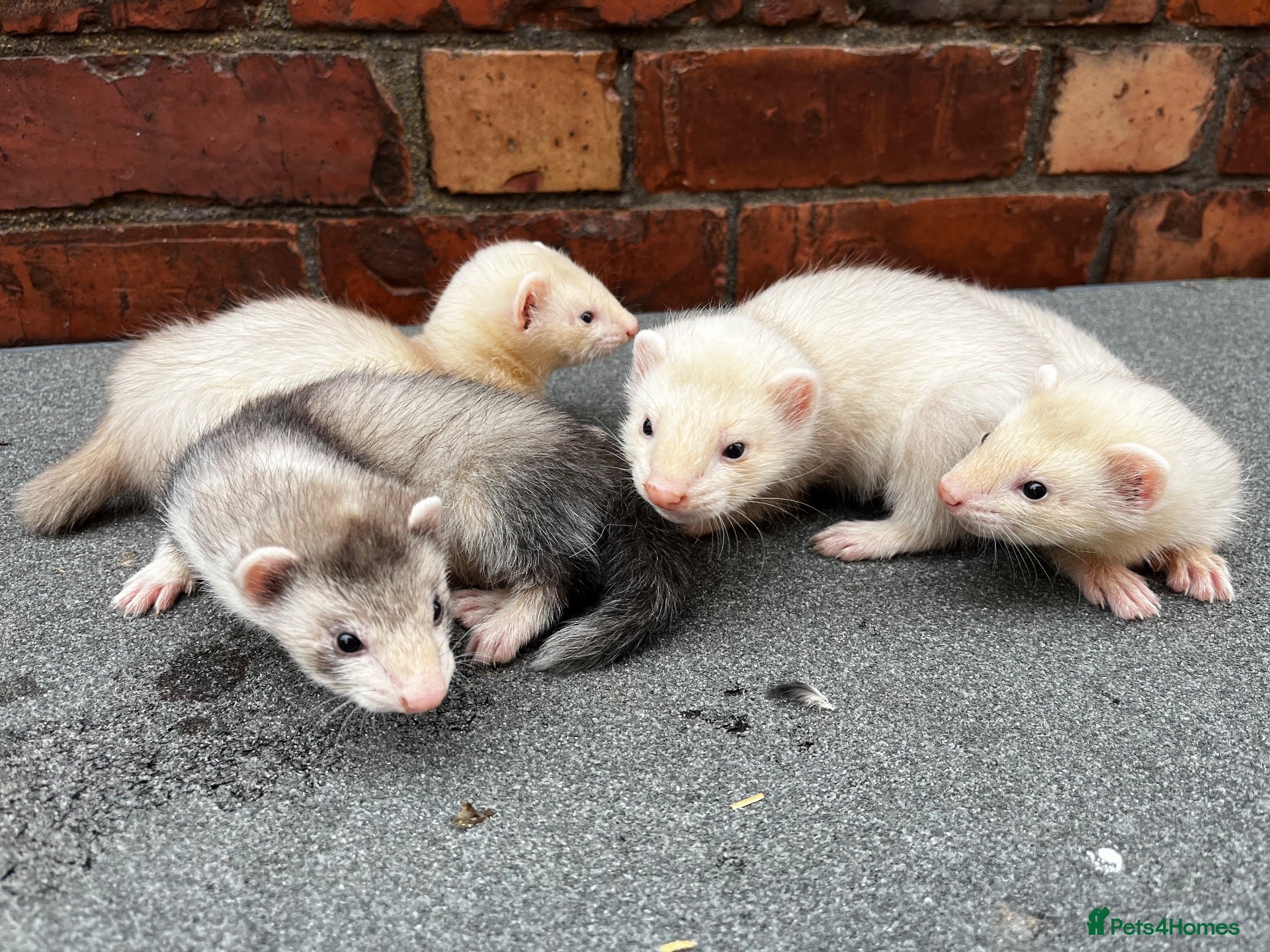 Mixed Breed livestock Ferret kits  - Advert 2
