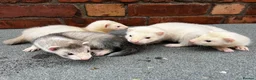 Mixed Breed livestock for sale: Ferret kits  - Advert 1