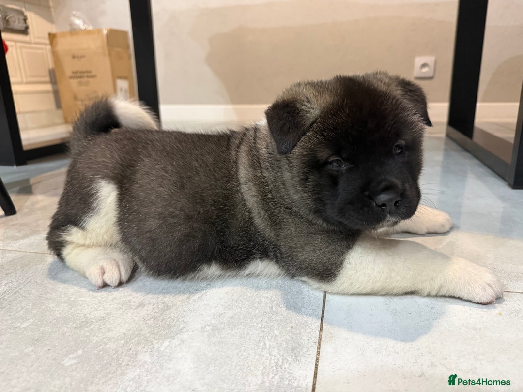 Akita dogs for sale: AMERICAN AKITA LOOKING FOR HOME - Advert 29