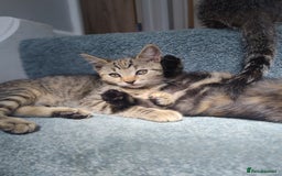 Mixed Breed cats for sale: 4 lovely female ragdoll x kittens - Image 7