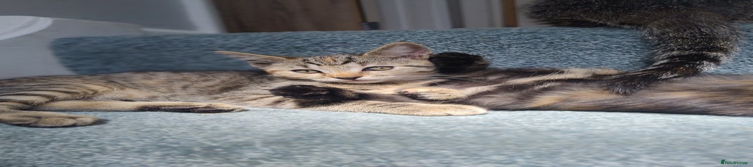 Tabby - Ginger stripe
