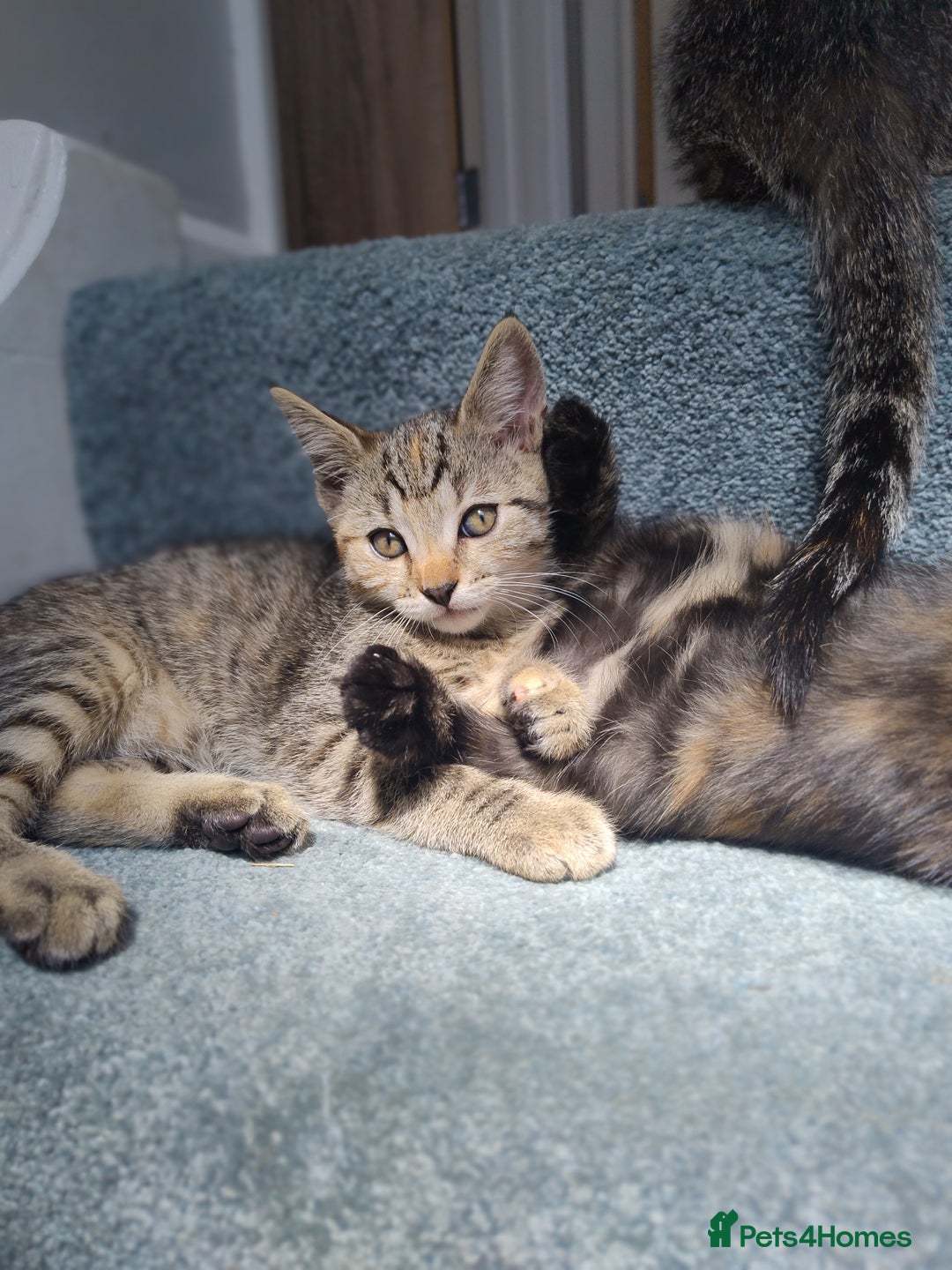 Mixed Breed cats for sale: 4 lovely female ragdoll x kittens - Image 7