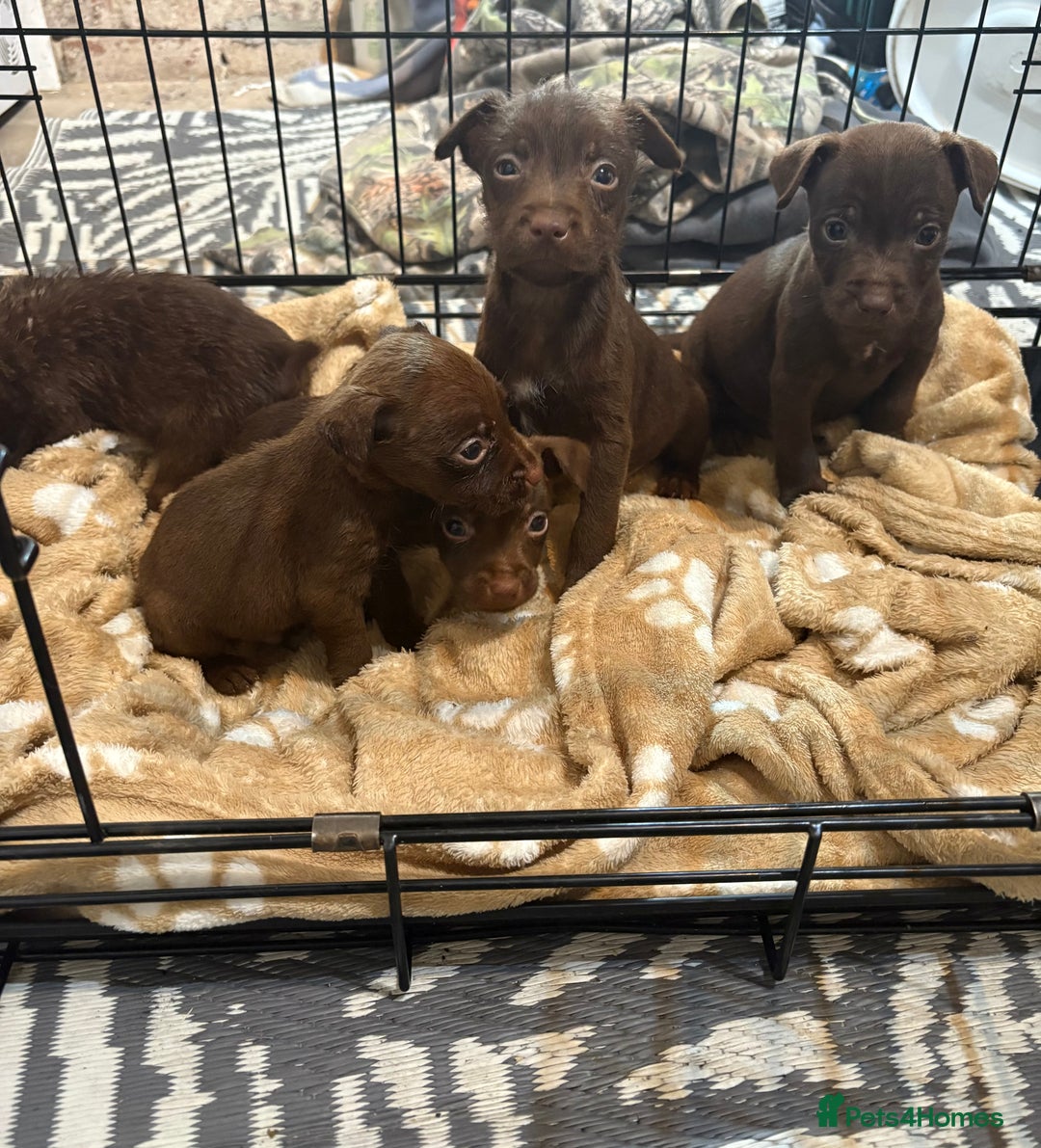 Patterdale Terrier dogs for sale: Patterdale Terrier pups  - Advert 12