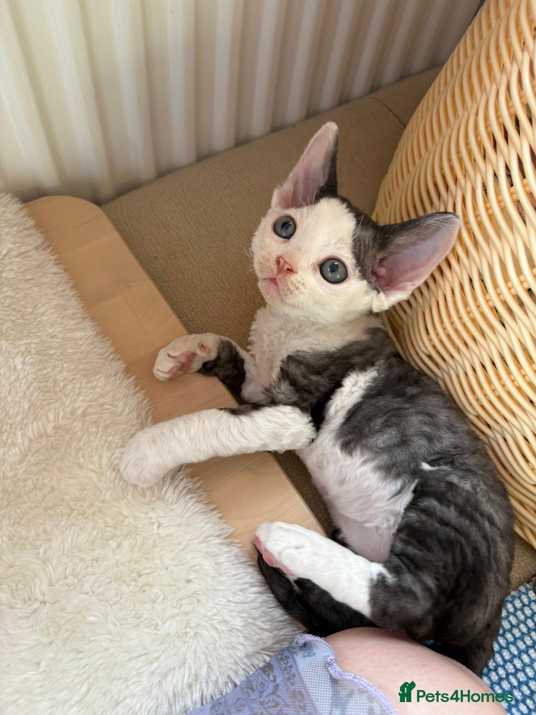 Devon Rex cats for sale: Cuddle bug❤️ Devon Rex boy available now - Advert 7