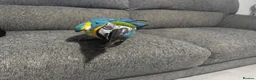 Macaws birds for sale: Blue and gold macaw 5 years old  - Advert 5