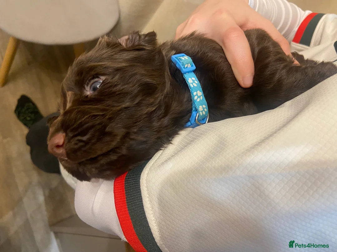 Cocker Spaniel dogs for sale: 1 Boy left Chocolate KC Working Cocker spaniel   - Advert 1