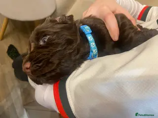 Cocker Spaniel dogs 1 Boy left Chocolate KC Working Cocker spaniel - Advert 1