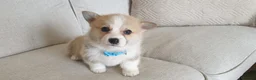 Welsh Corgi Pembroke dogs for sale: 8 Beautiful Kc Welsh Corgi puppies ready soon... - Advert 4