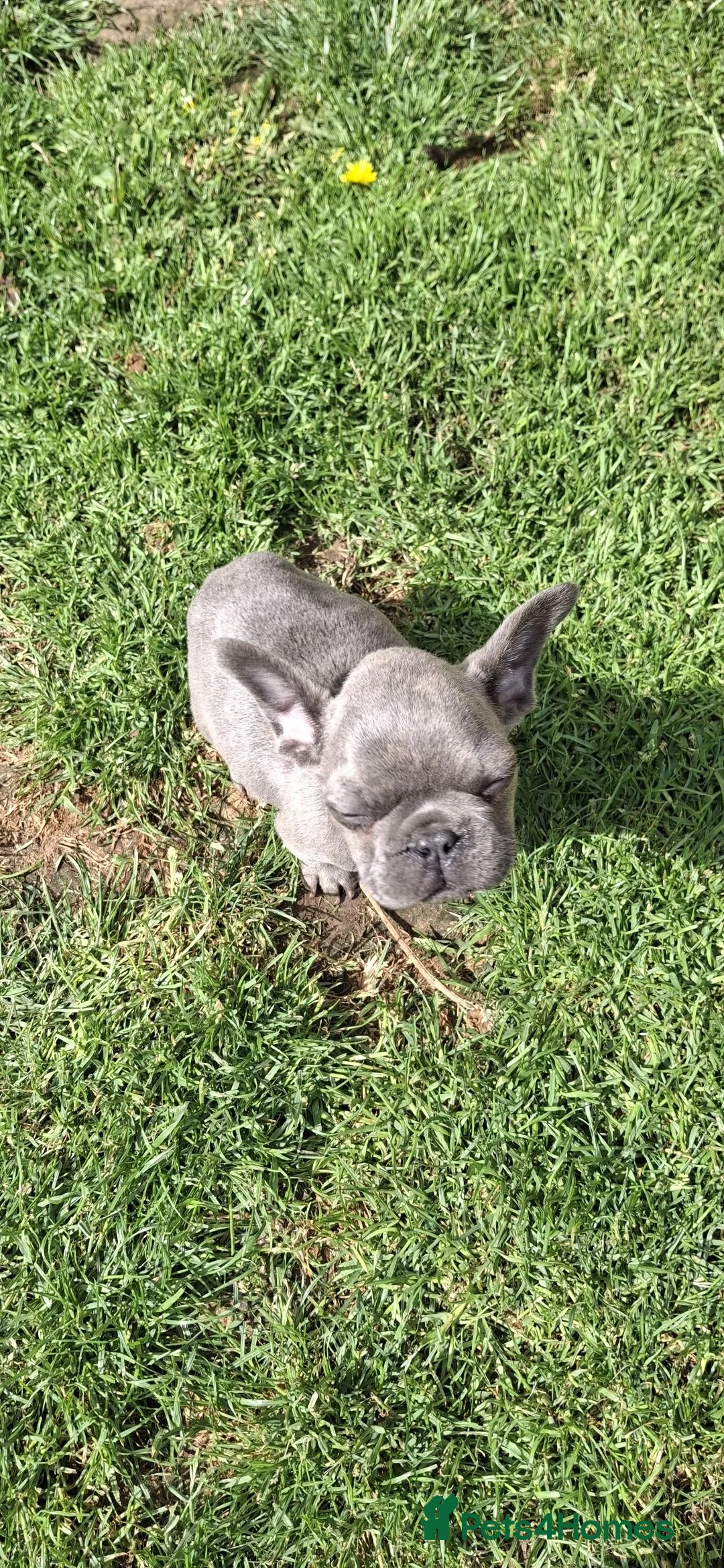 French Bulldog dogs for sale: French Bulldog Puppies - Advert 2