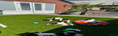 Fox Terrier 3