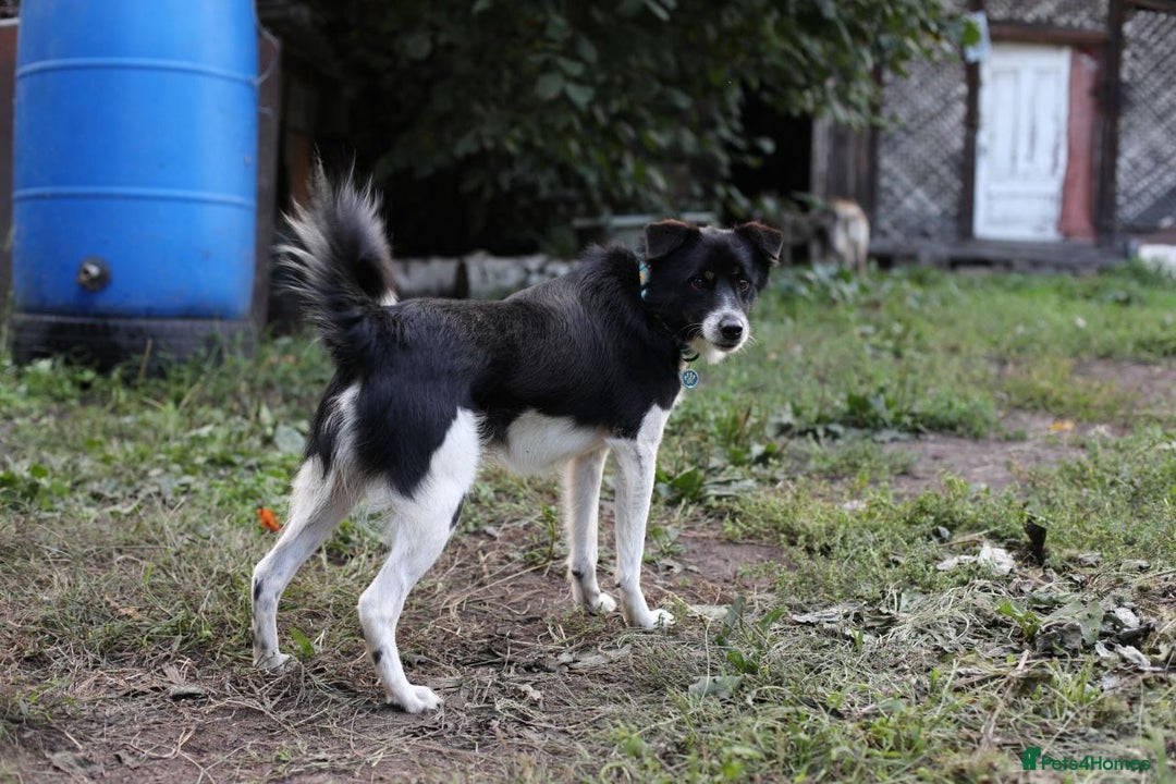 Mixed Breed dogs for adoption: 💙🐶 BOB 🐶💙 - Image 2