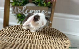Mini Lop rabbits for sale: Litter of mini lop babies  - Image 22