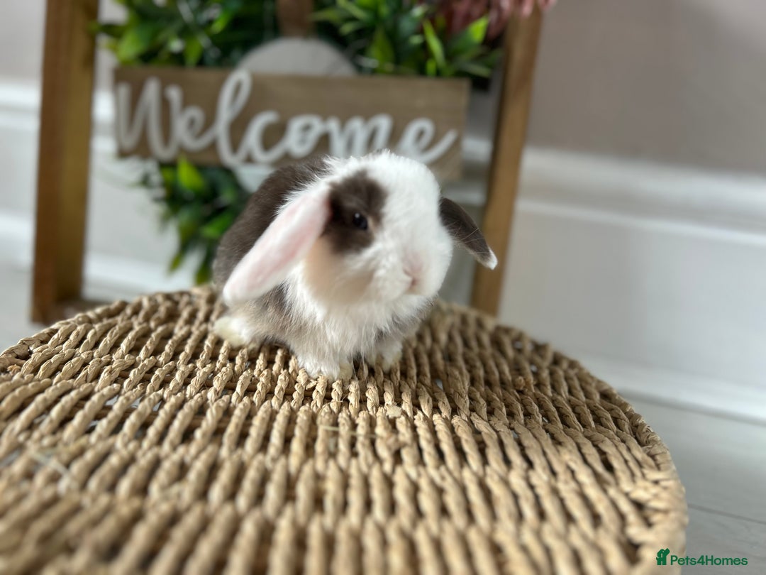 Mini Lop rabbits for sale: Litter of mini lop babies  - Image 22