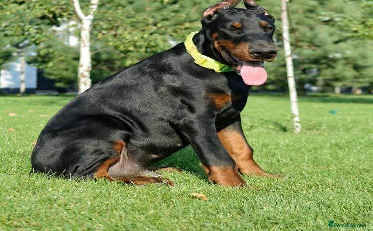 Dobermann dogs - Advert 1