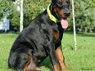 Dobermann dogs for sale - Advert 1