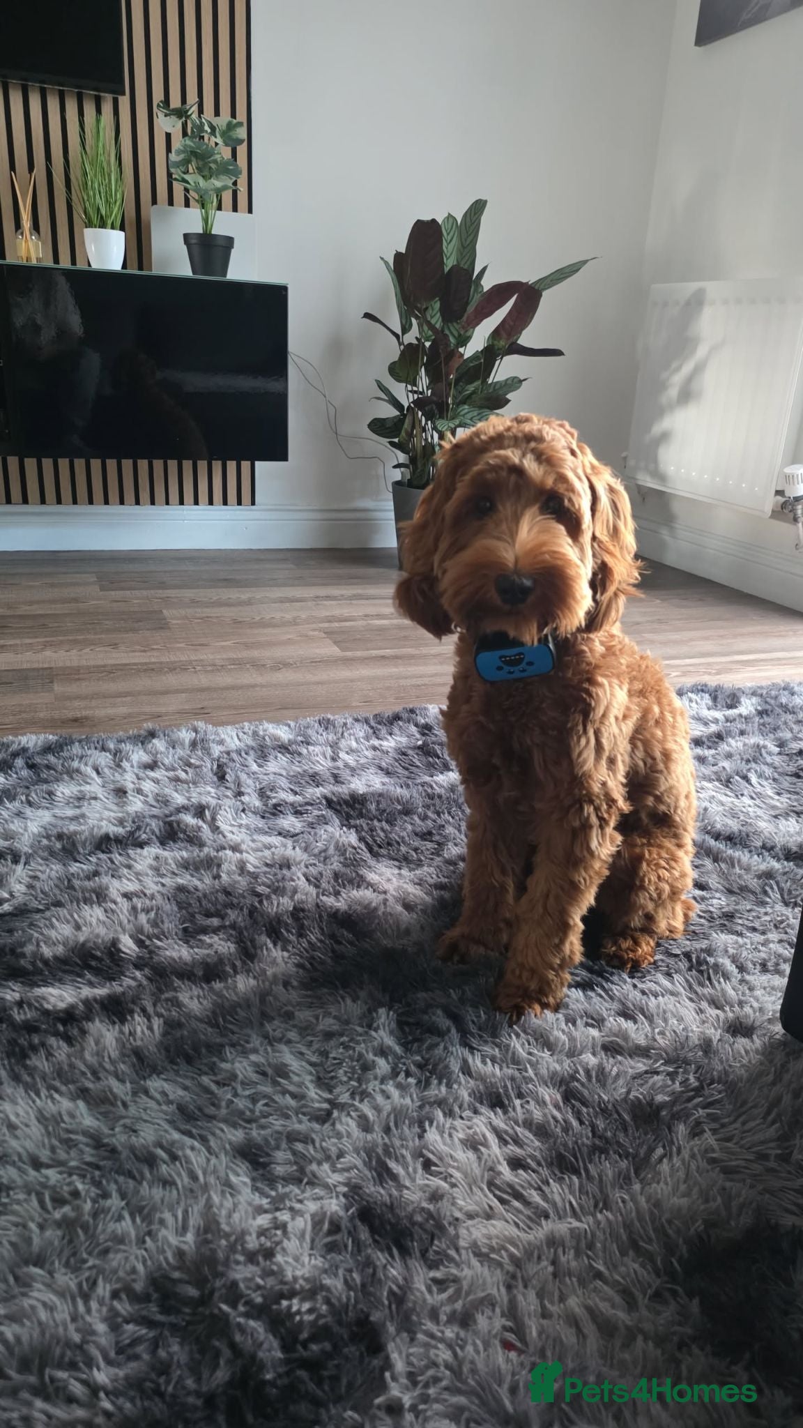 Cavapoo dogs Cavapoo  - Advert 8