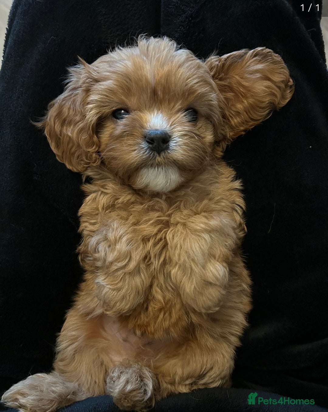 Cavapoo dogs for sale: Cavapoo FlbR - Advert 5