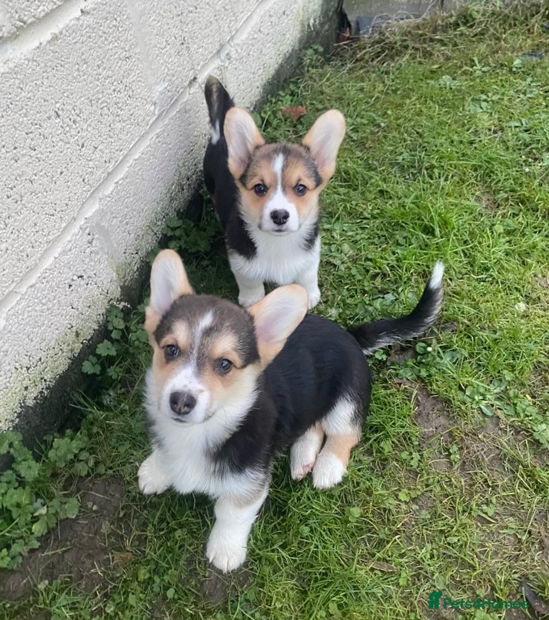 Welsh Corgi Pembroke dogs for sale: 7 Beauitful Corgi Puppies - Advert 3