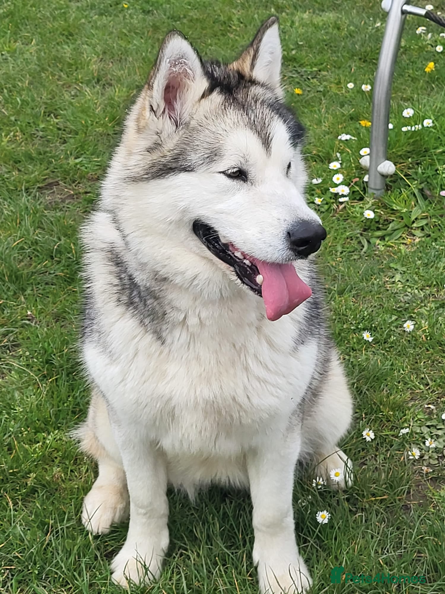 4 Sottobicchieri Alaskan Malamute - Sottobicchiere Quadrato 9,5 Cm Con Finitura Lucida E Retro In Sughero - Regalo Per Amanti Dei Cani Husky E Lupi - 4