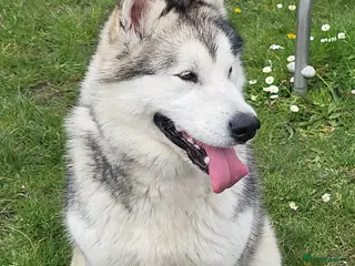 Alaskan Malamute dogs Kc registered alaskan malamute female - Advert 14