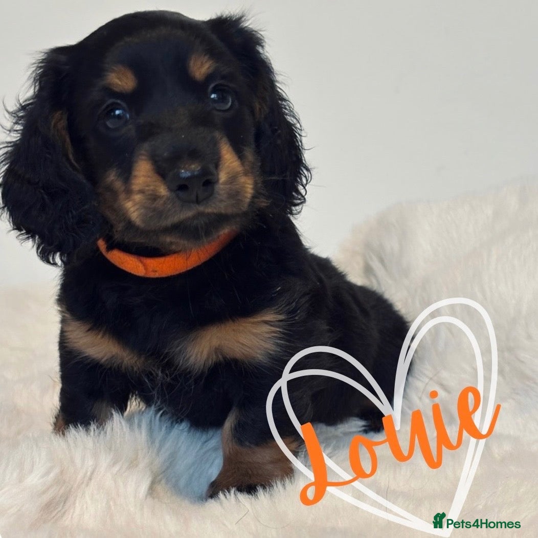 Miniature Dachshund dogs for sale: 🐶🏡KC Registered Long-Haired Mini Dachshunds🏡🐶 - Advert 22