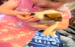 Jack Russell dogs for sale: Working or pet  - Image 8