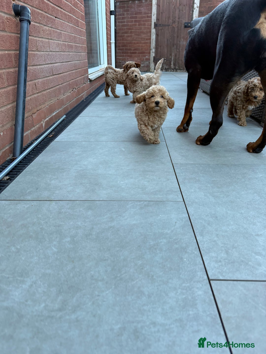 Miniature Poodle dogs for sale: Miniature poodle puppies ready now  - Image 7