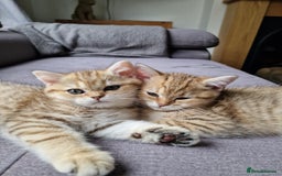 British Shorthair cats for sale: GCCF High Quality BritishShorthair last 2 left - Image 1