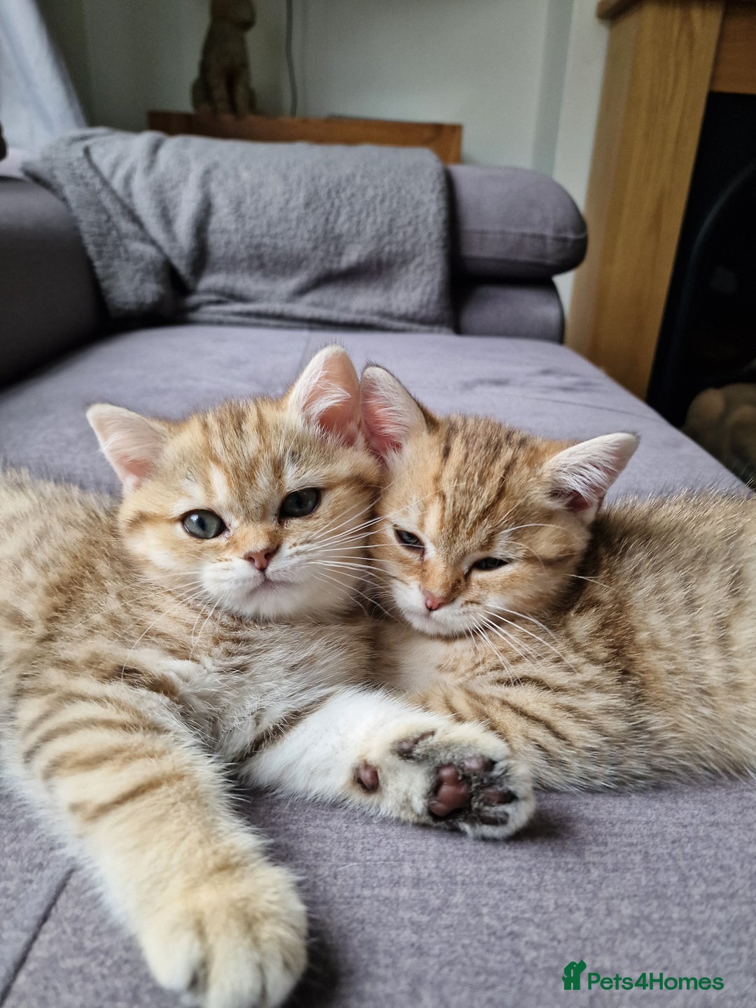 British Shorthair cats for sale: GCCF High Quality BritishShorthair last 2 left - Image 1