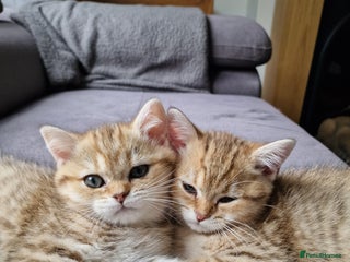 British Shorthair cats - Advert 1