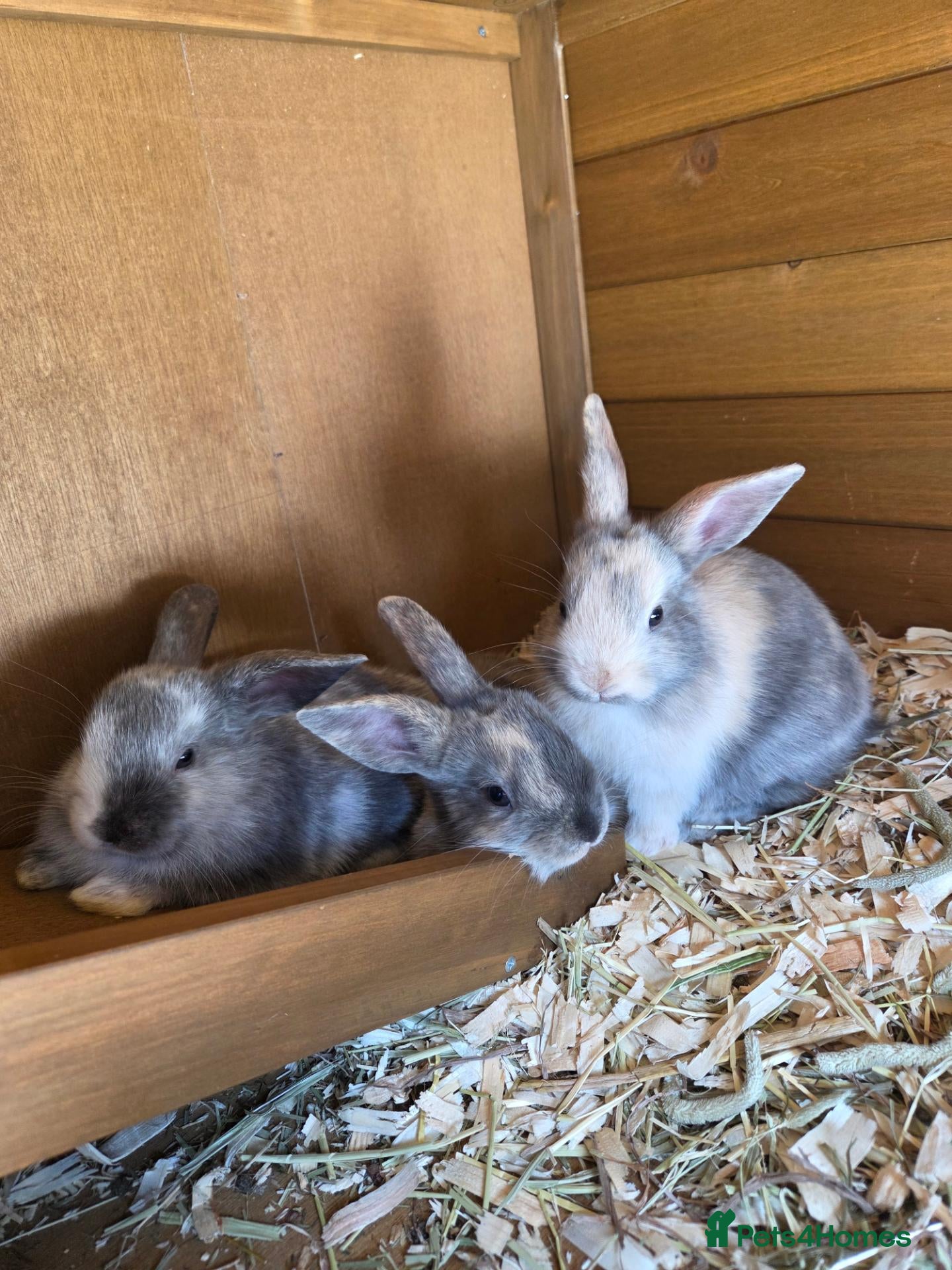 Mixed Breed rabbits Baby Bunnies  - Advert 16