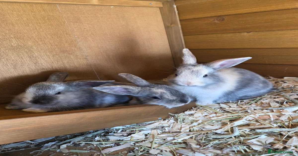 Mixed Breed Rabbits for Sale for sale in Brigg, North Lincolnshire ...