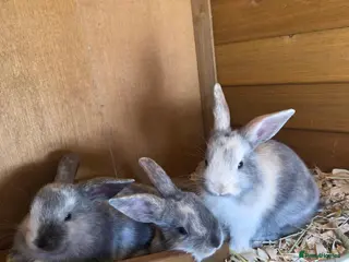 Mixed Breed rabbits Baby Bunnies - Advert 16