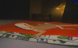 Bearded Dragon reptiles for sale: Bearded Dragon for Sale - Image 6