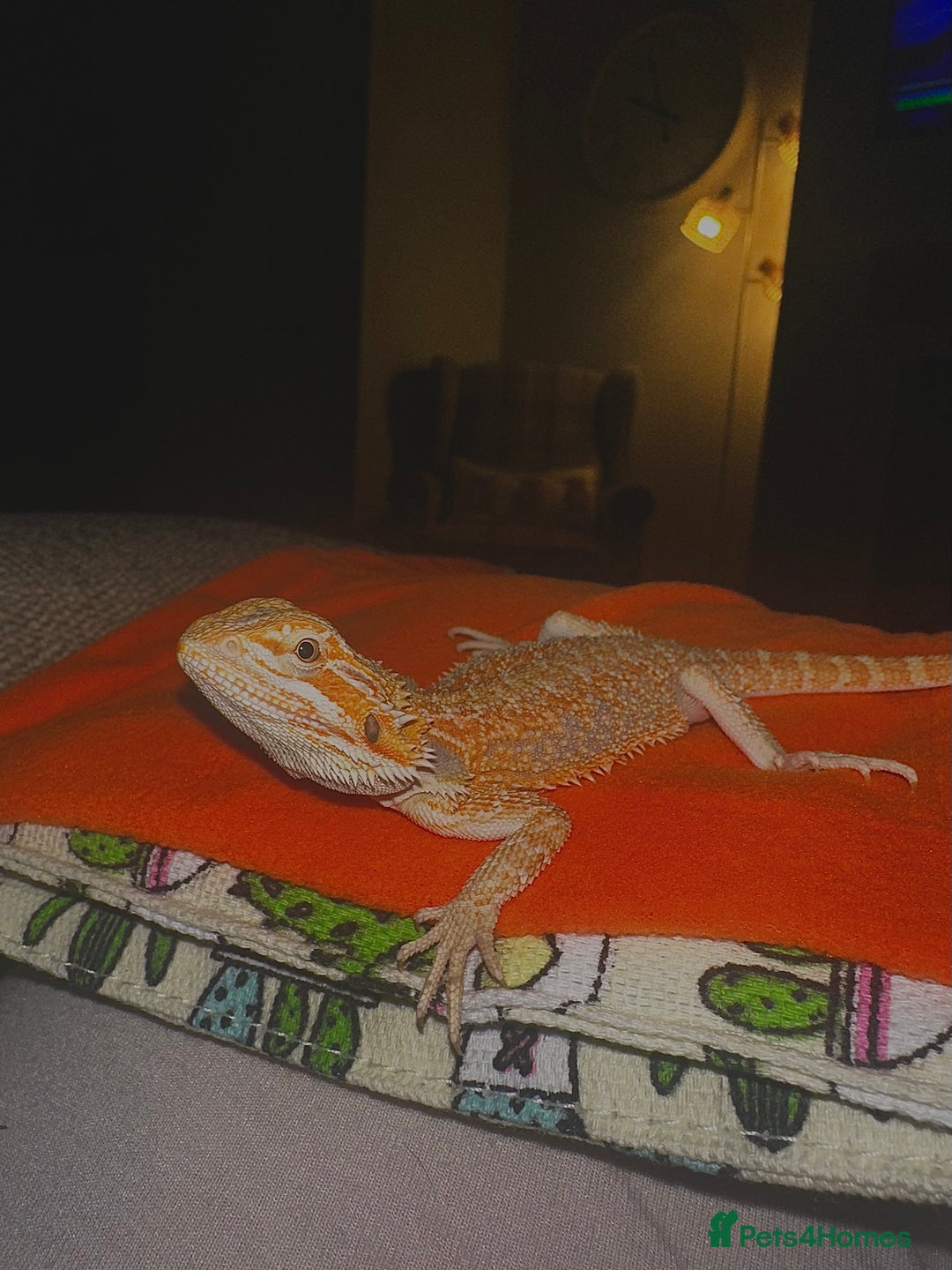 Bearded Dragon reptiles for sale: Bearded Dragon for Sale - Image 6