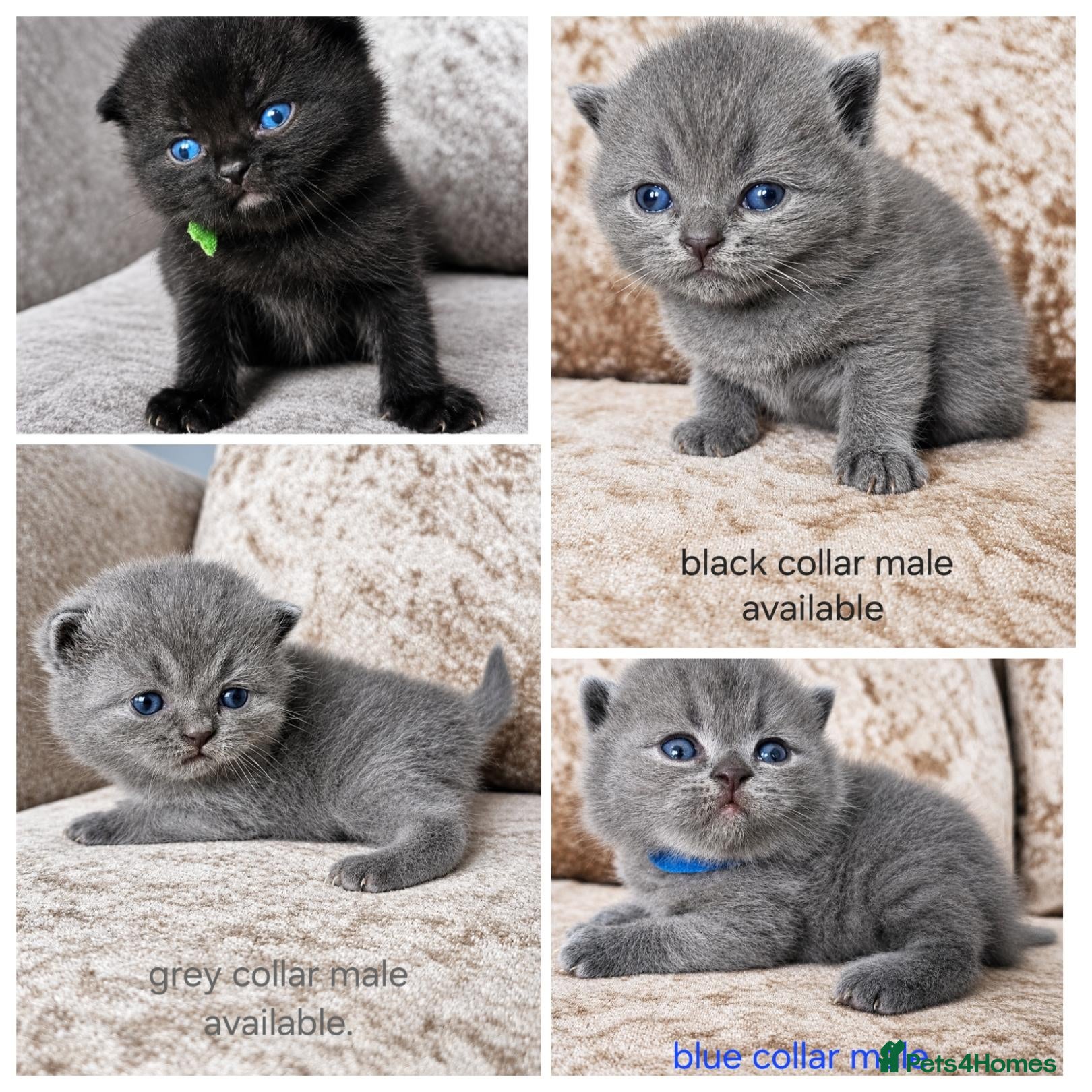 British Shorthair cats British shorthair kittens  - Advert 1