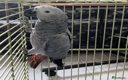 Parrots birds for sale: Semi tame and talking baby African greys for sale - Image 5