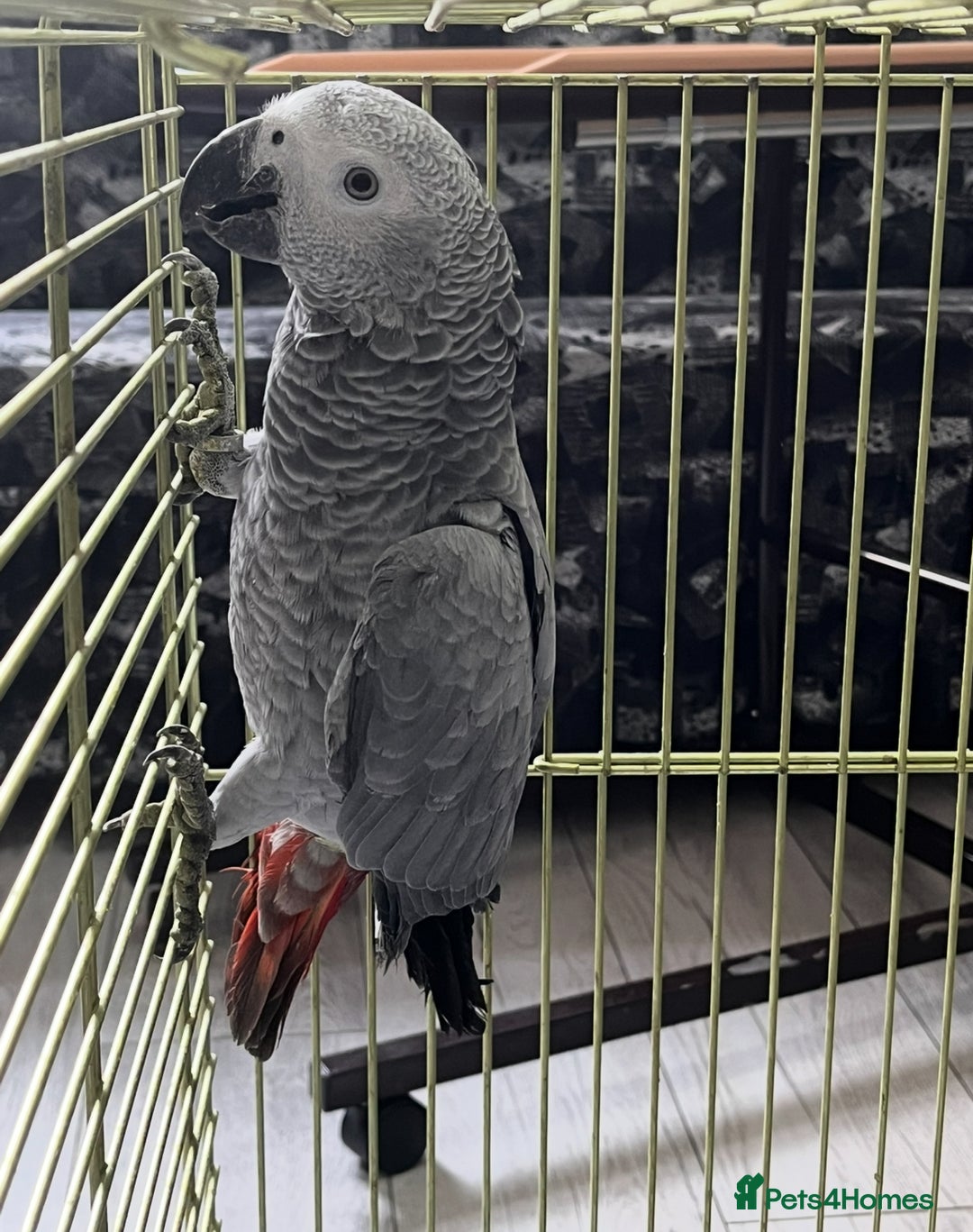 Parrots birds for sale: Semi tame and talking baby African greys for sale - Image 5