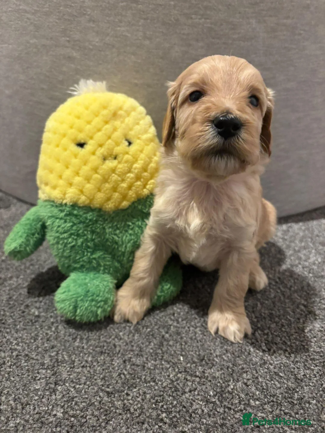 Cockapoo dogs for sale: Cockapoo Puppies - Advert 19