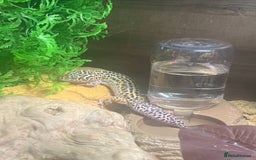 Leopard Gecko reptiles for sale: Leopard gecko and viv  - Image 4