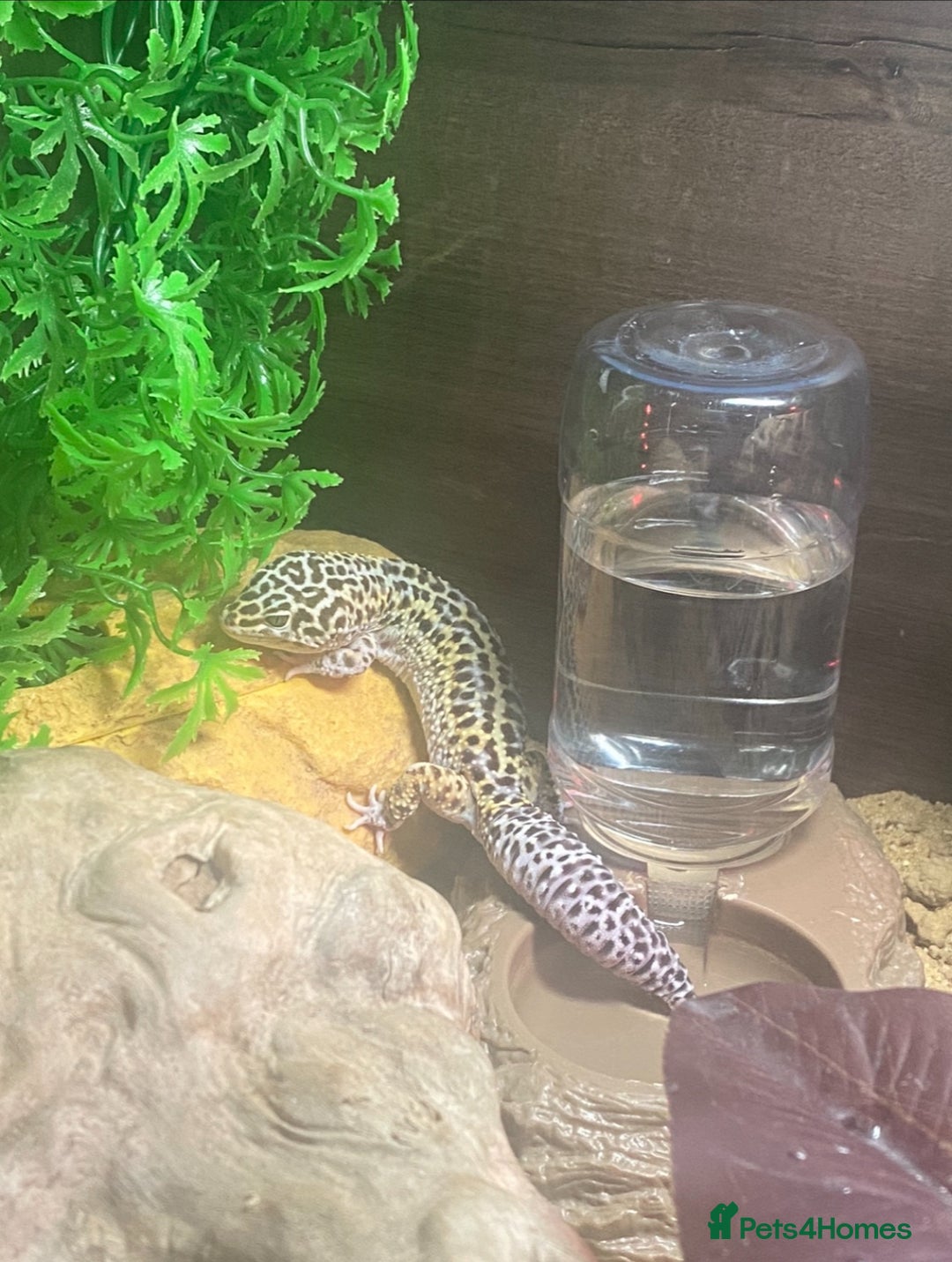 Leopard Gecko reptiles for sale: Leopard gecko and viv  - Image 4
