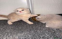 Scottish Fold cats for sale: 3 Adorable Scottish Fold Kittens🩷💙🩷 - Image 3