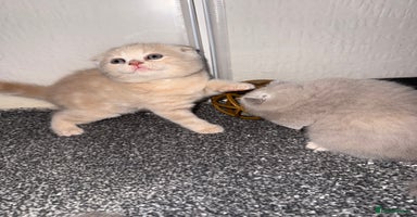 Scottish Fold cats - Advert 2