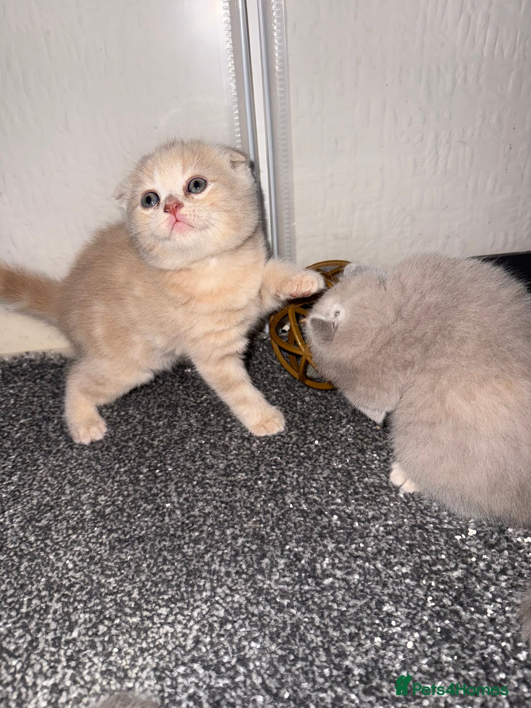 Scottish Fold cats for sale: 3 Adorable Scottish Fold Kittens🩷💙🩷 - Image 3