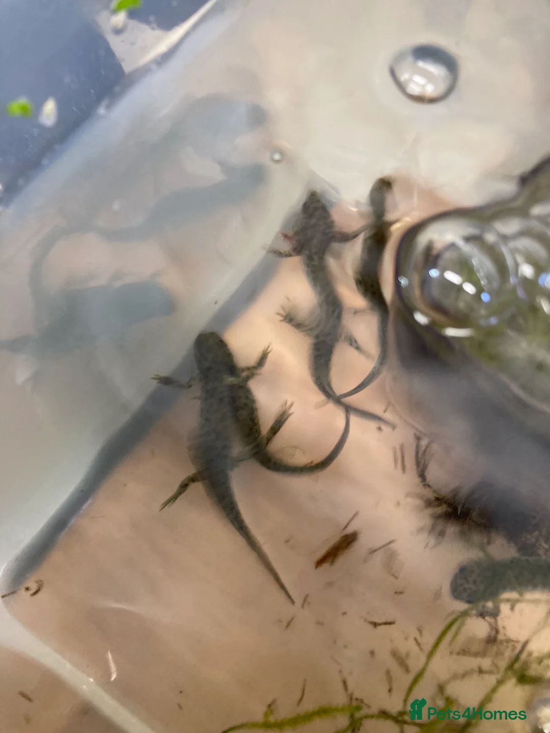 Newt reptiles for sale: Sharp ribbed newts for sale - Advert 6