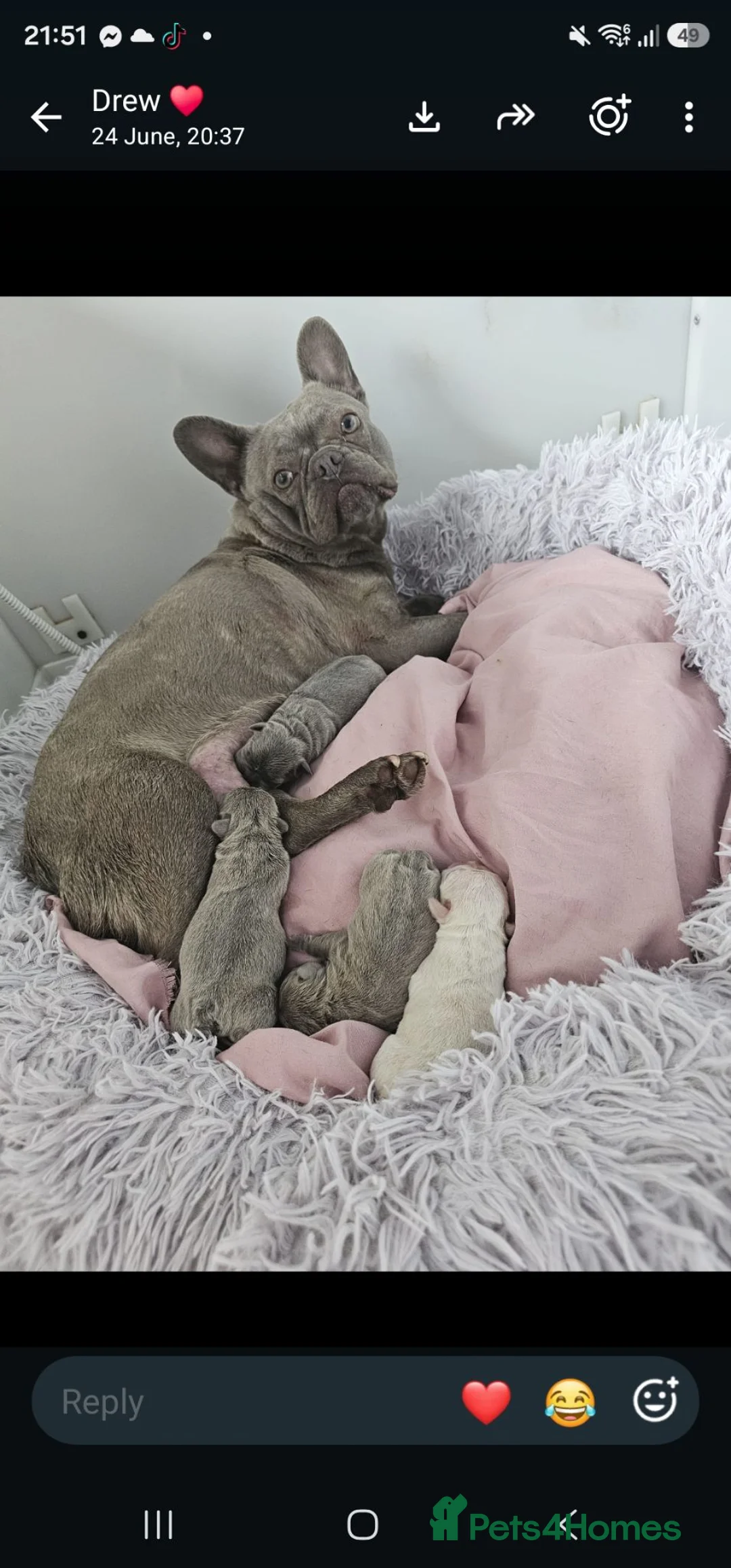 French Bulldog dogs for sale: 🐶💜 KC Registered French Bulldog Puppies - Advert 2