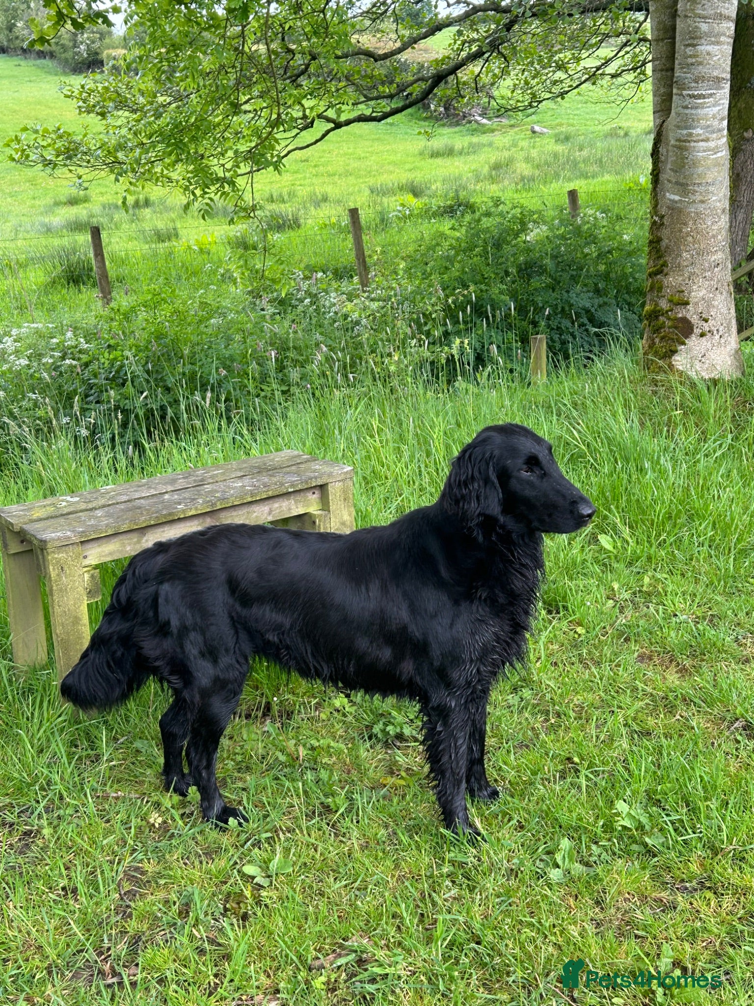 Flat coated Retriever dogs Fabulous litter of flatcoated retriever puppies - Advert 1
