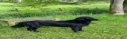 Flat coated Retriever dogs for sale: Fabulous litter of flatcoated retriever puppies - Advert 1